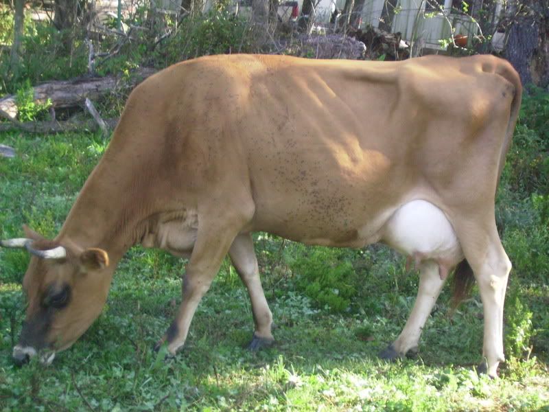 Bobbie had a Bull - Cattle