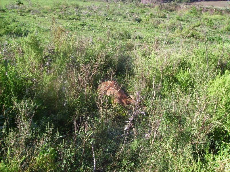 Bobbie had a Bull - Cattle