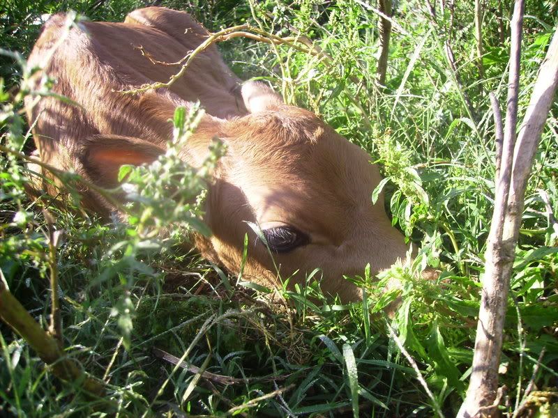 Bobbie had a Bull - Cattle