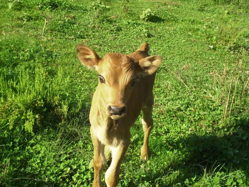 Bobbie had a Bull - Cattle