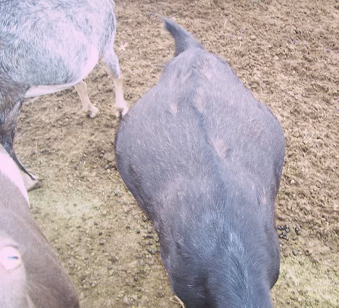 Harking back to previous thread...Good rumens vs poor - Goats