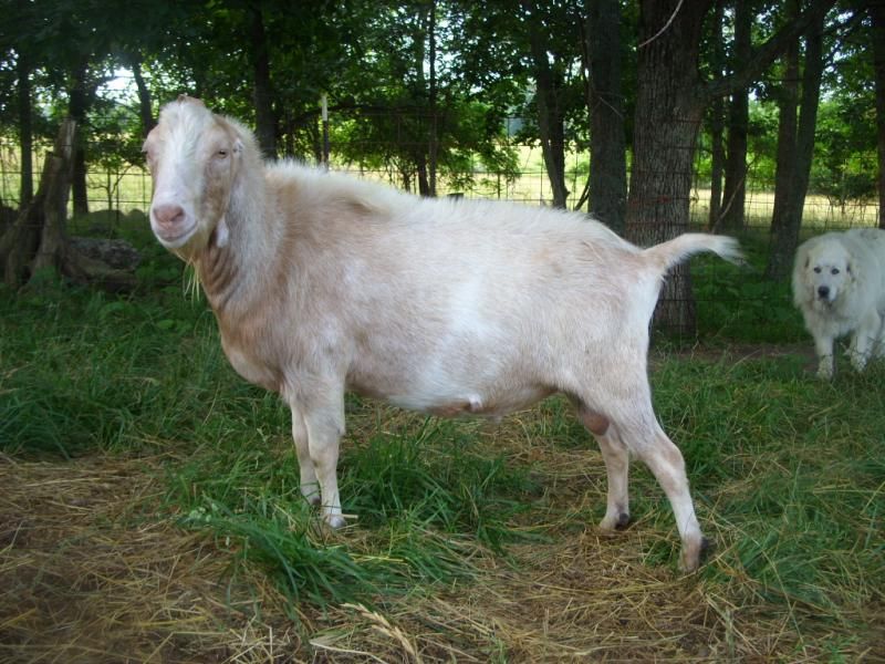 Random goat shots - Goats