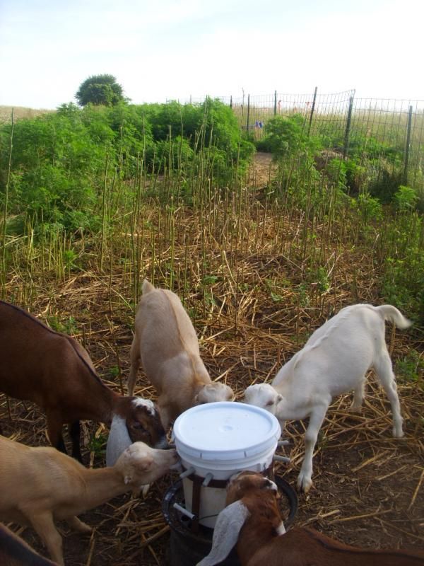 Random goat shots - Goats