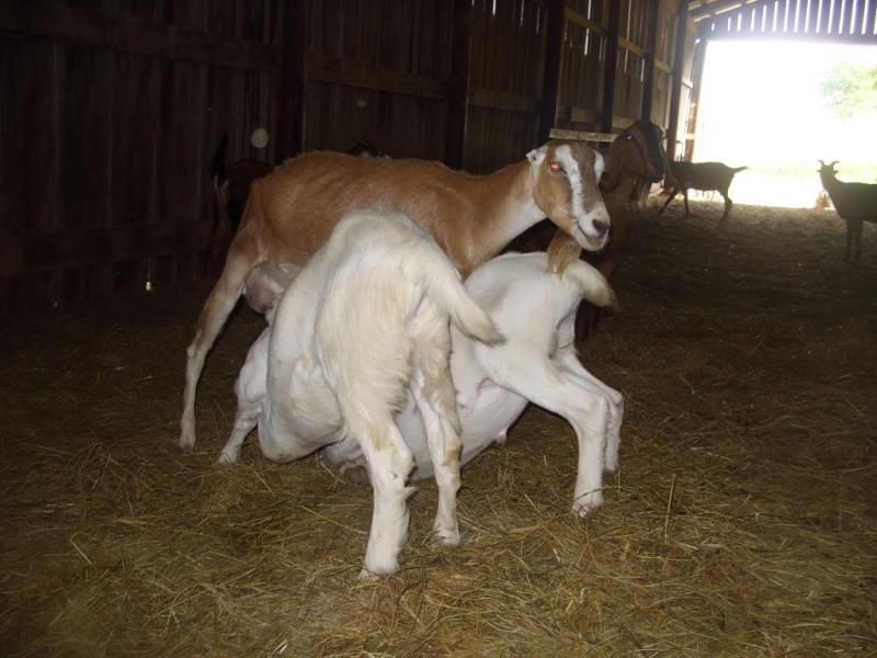 Random goat shots - Goats