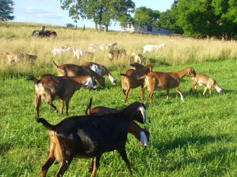 Random goat shots - Goats