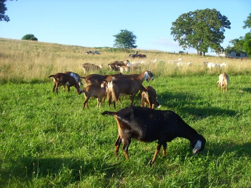 Random goat shots - Goats