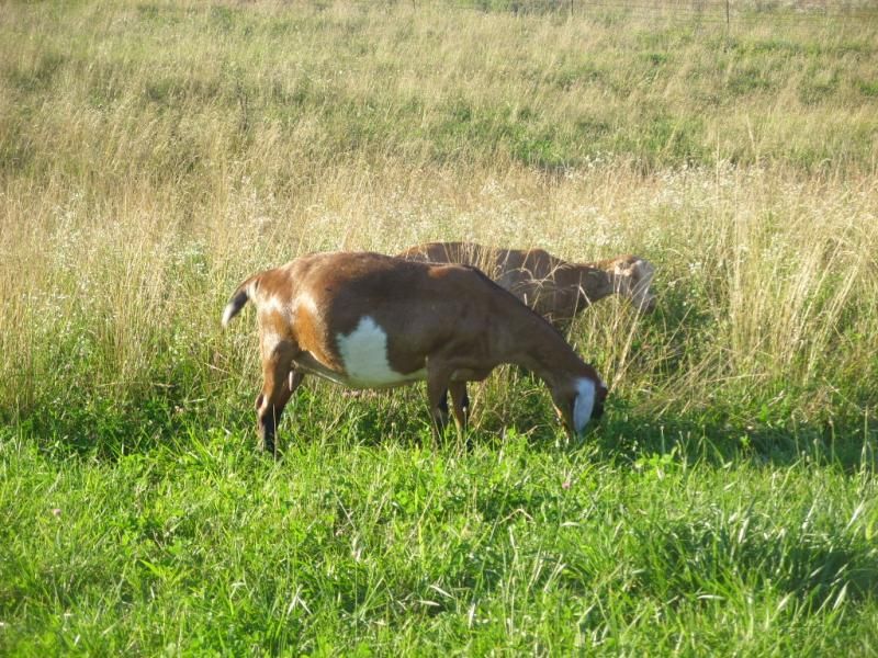 Random goat shots - Goats