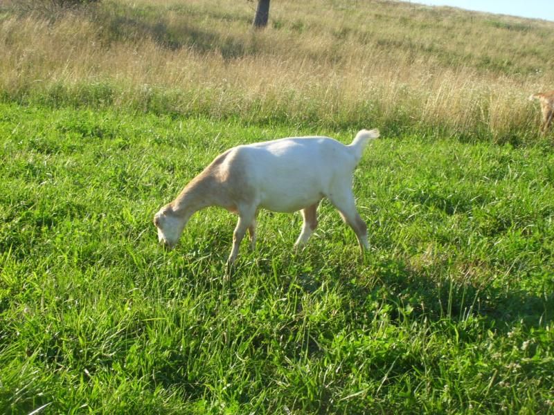 Random goat shots - Goats