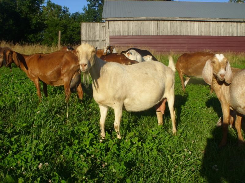 Random goat shots - Goats