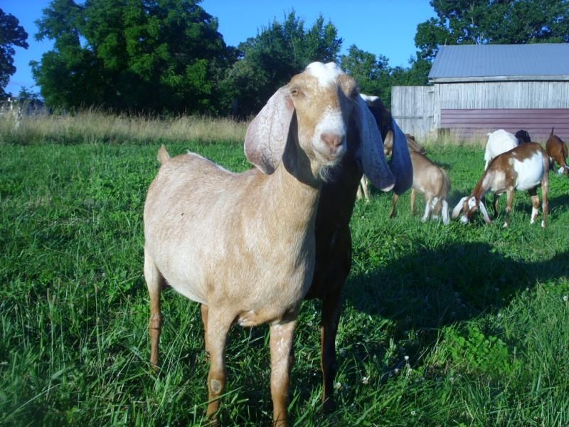 Random goat shots - Goats