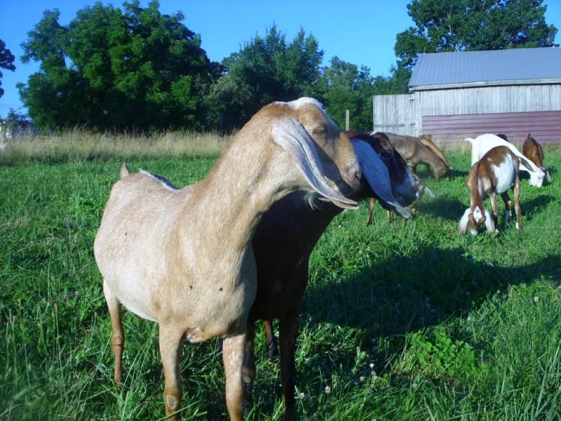 Random goat shots - Goats
