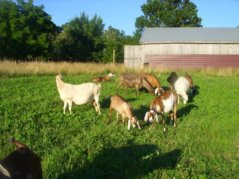 Random goat shots - Goats