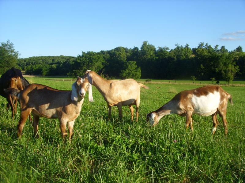 Random goat shots - Goats
