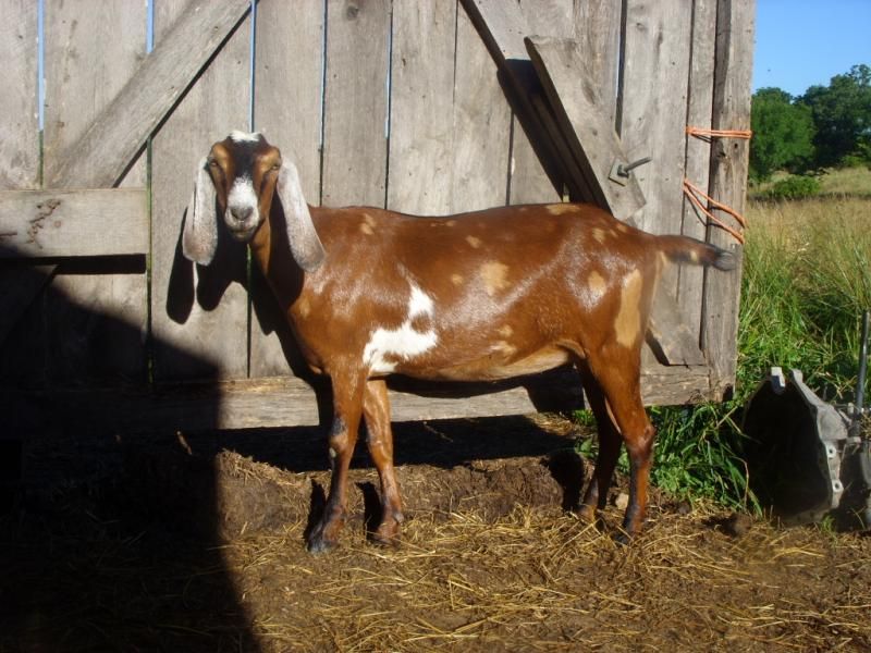 Random goat shots - Goats