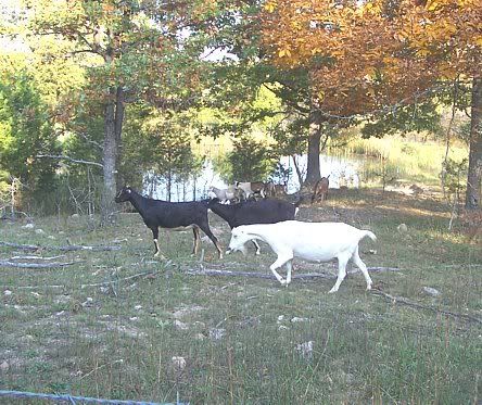 Bred Milking does for sale - Goats