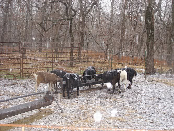 Weather change - Cattle