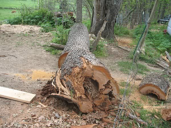 A few pics from today - Goats