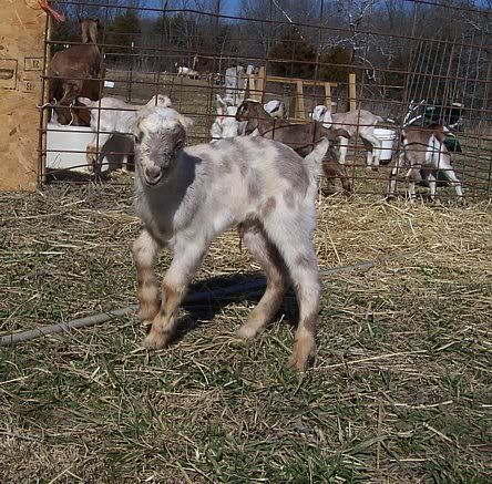 Anyone have LaMancha/Nubian cross? - Goats