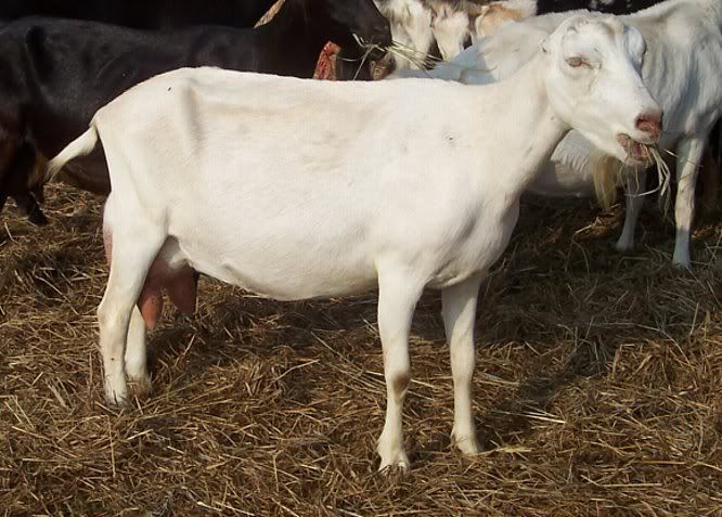 Joan had a....... - Cattle