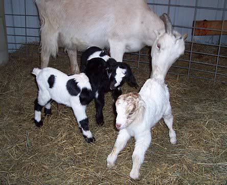 strange how genetics work... - Goats