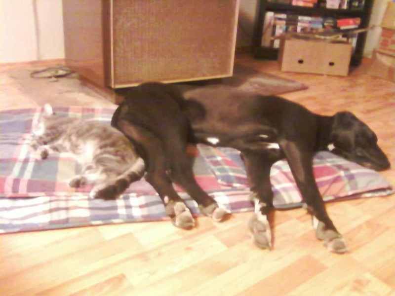 OT:Update on Bella(Great Dane) - Goats