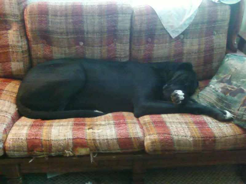 OT:Update on Bella(Great Dane) - Goats