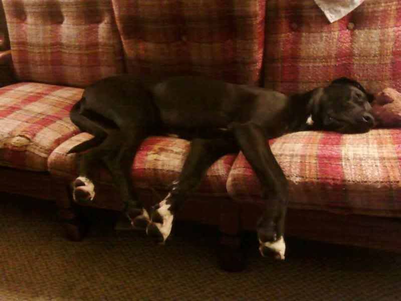 OT:Update on Bella(Great Dane) - Goats