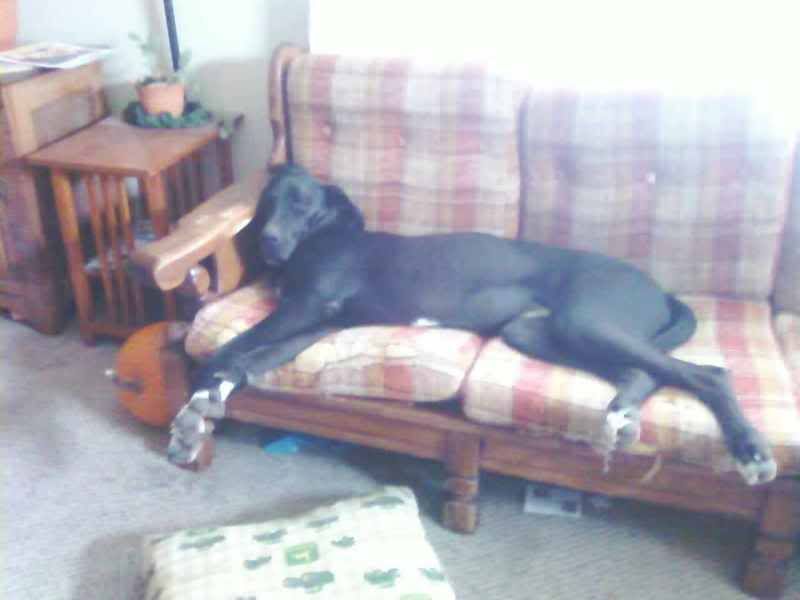 OT:Update on Bella(Great Dane) - Goats