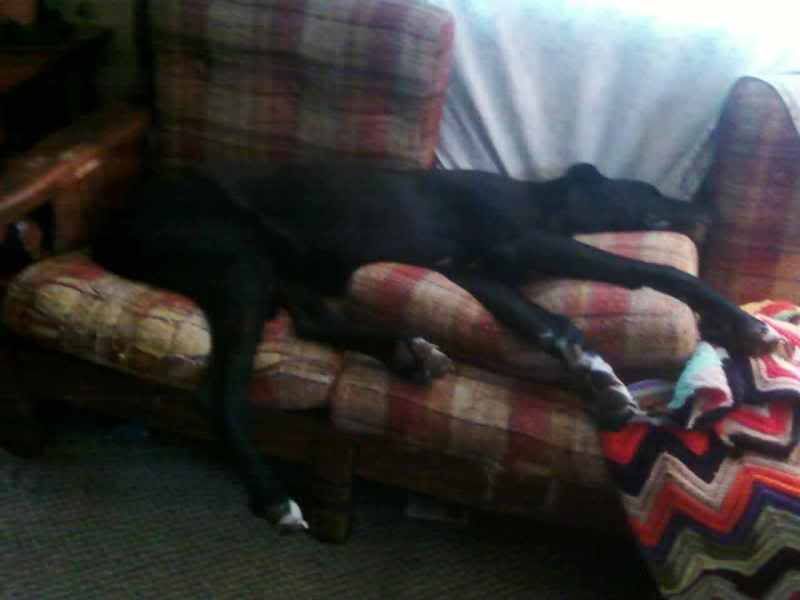 OT:Update on Bella(Great Dane) - Goats