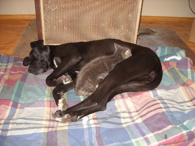 OT:Update on Bella(Great Dane) - Goats