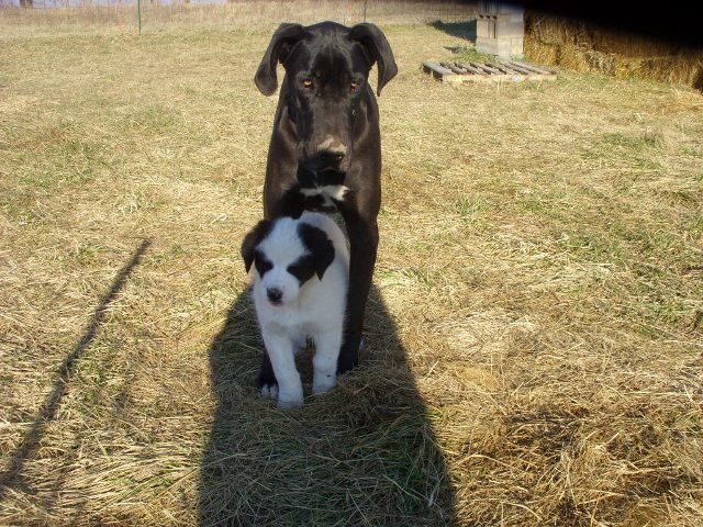 OT:Update on Bella(Great Dane) - Goats