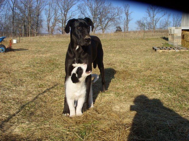 OT:Update on Bella(Great Dane) - Goats