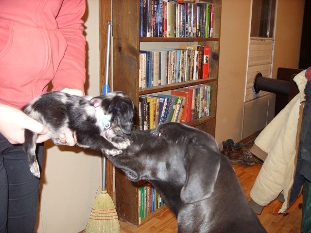 OT:Update on Bella(Great Dane) - Goats