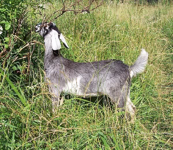 A few kids left..... - Goats