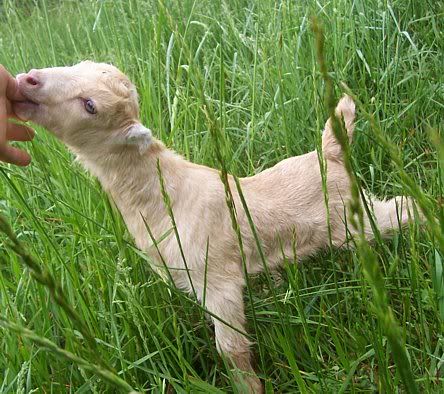 Anyone have LaMancha/Nubian cross? - Goats