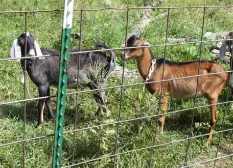 Joan had a....... - Cattle