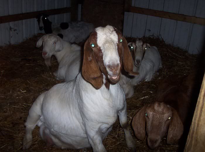 looks like we will have our first goats born anytime now! - Goats