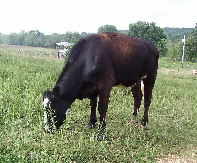 Dairy/Angus Heifer for sale in MO. - Cattle
