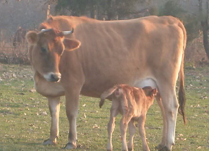 Lea finally calved.... - Cattle