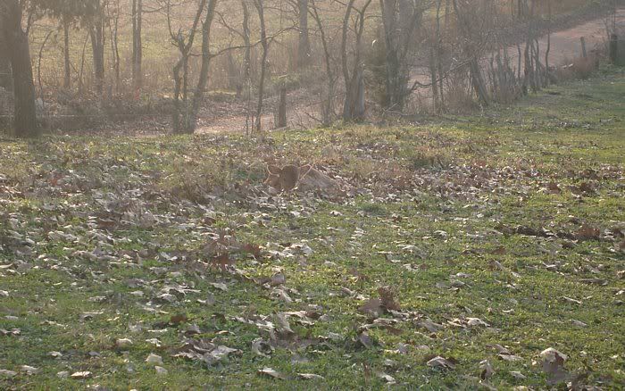 Lea finally calved.... - Cattle