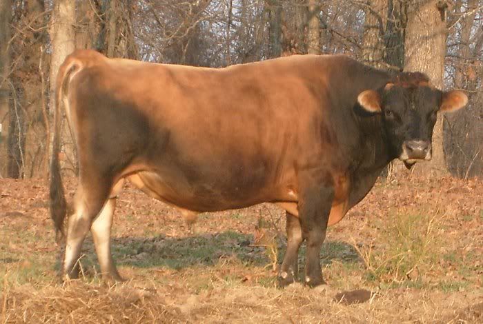 Lea finally calved.... - Cattle