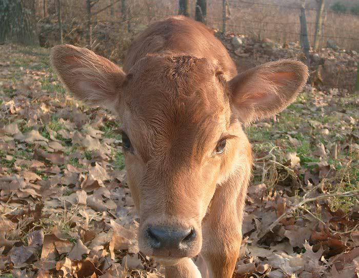 Lea finally calved.... - Cattle