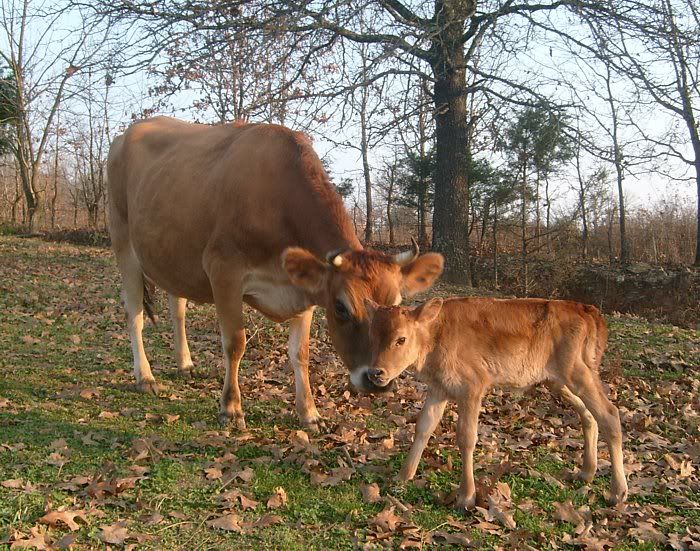 Lea finally calved.... - Cattle