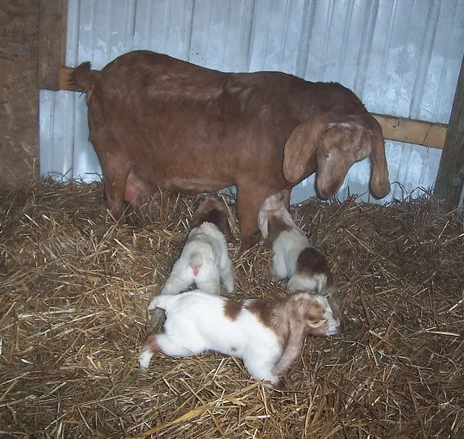 I think Cherry is starting...... - Goats