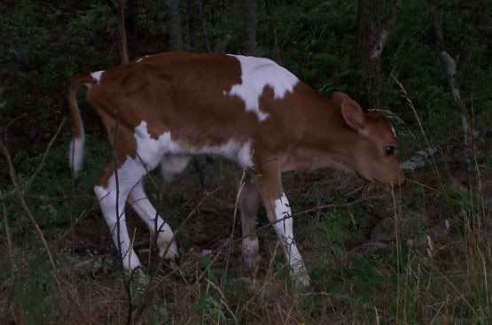 Bred milk cow for sale-MO - Cattle