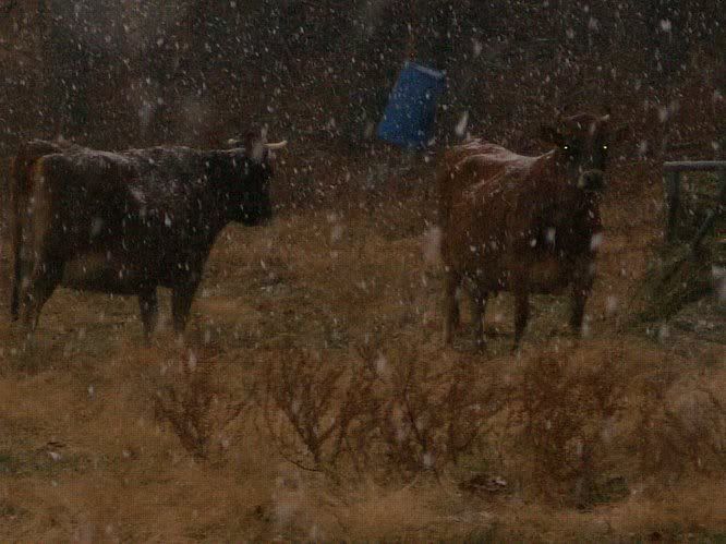 Weather change - Cattle