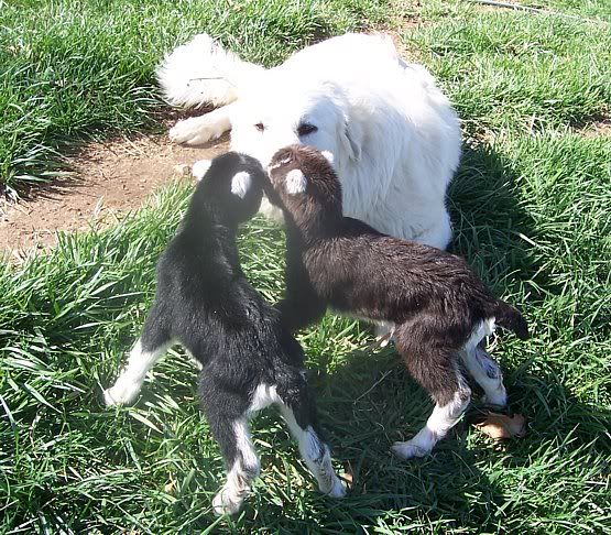 Anyone have LaMancha/Nubian cross? - Goats