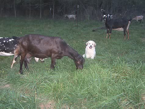 Caution - LGD On Duty - Goats