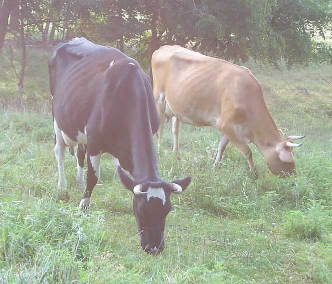 Joan had a....... - Cattle