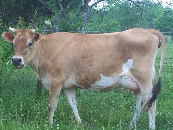 Dexter vs Jersey -which one is The Best? - Cattle